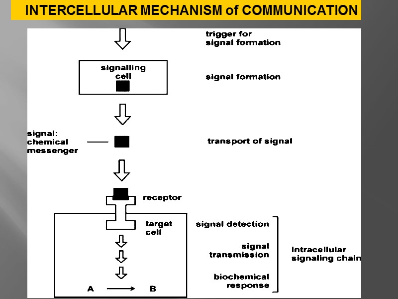 INTERCELLULAR MECHANISM of COMMUNICATION